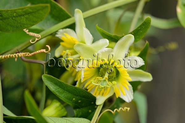 536163 - Two-flowered passion flower (Passiflora biflora)