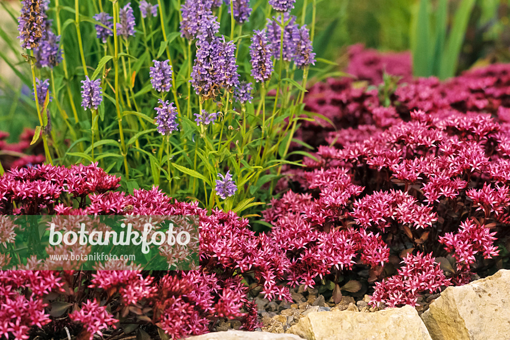 380027 - Two row stonecrop (Sedum spurium 'Fuldaglut' syn. Phedimus spurius 'Fuldaglut')