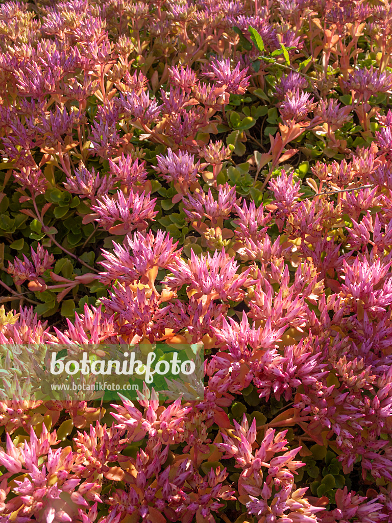 415011 - Two row stonecrop (Sedum spurium syn. Phedimus spurius)