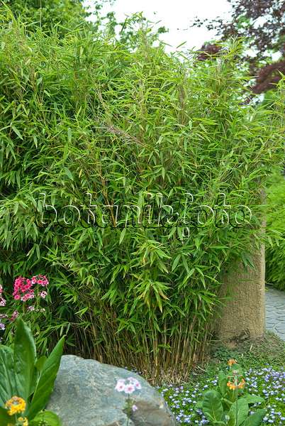 517065 - Umbrella bamboo (Fargesia murieliae 'Jumbo' syn. Thamnocalamus spathaceus 'Jumbo')