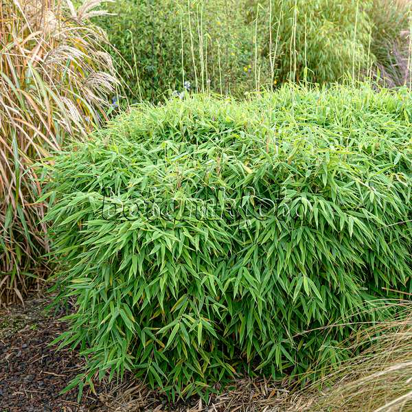 607047 - Umbrella bamboo (Fargesia murieliae 'Simba' syn. Thamnocalamus spathaceus 'Simba')