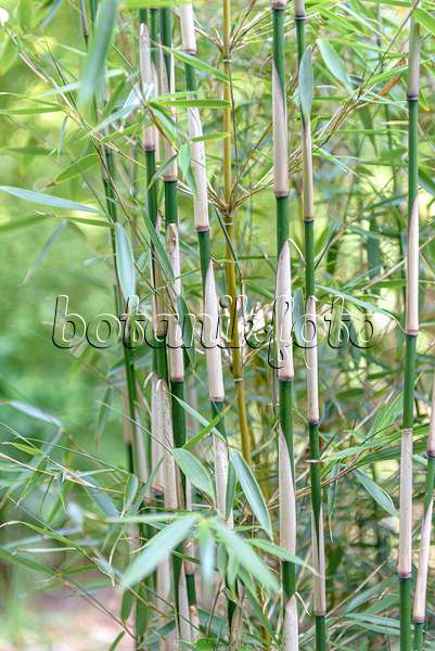 607050 - Umbrella bamboo (Fargesia robusta 'Campbell')