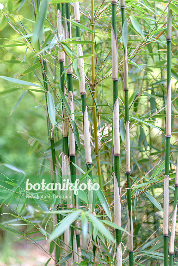 607050 - Umbrella bamboo (Fargesia robusta 'Campbell')