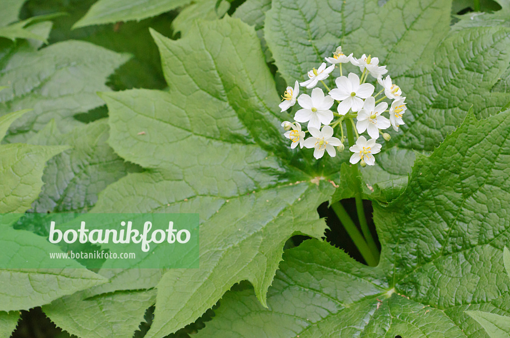 472002 - Umbrella leaf (Diphylleia cymosa)