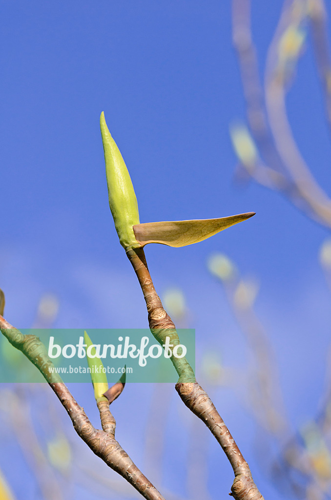 519137 - Umbrella magnolia (Magnolia tripetala)