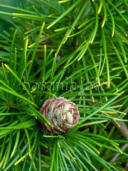 438262 - Umbrella pine (Sciadopitys verticillata)