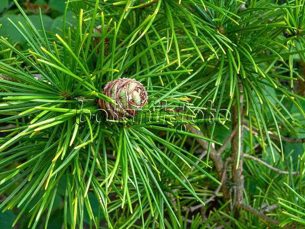 438263 - Umbrella pine (Sciadopitys verticillata)