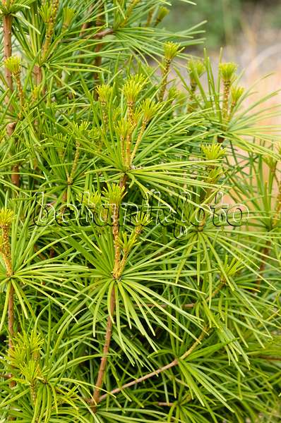 533353 - Umbrella pine (Sciadopitys verticillata)