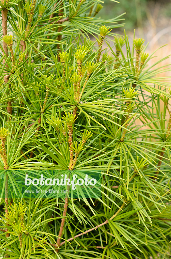 533353 - Umbrella pine (Sciadopitys verticillata)