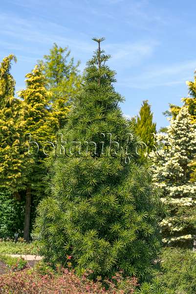 625374 - Umbrella pine (Sciadopitys verticillata 'Sternschnuppe')