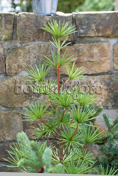 625375 - Umbrella pine (Sciadopitys verticillata 'Sternschnuppe')