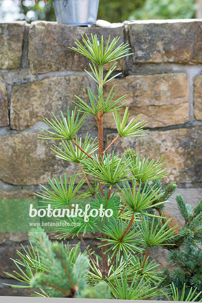 625375 - Umbrella pine (Sciadopitys verticillata 'Sternschnuppe')