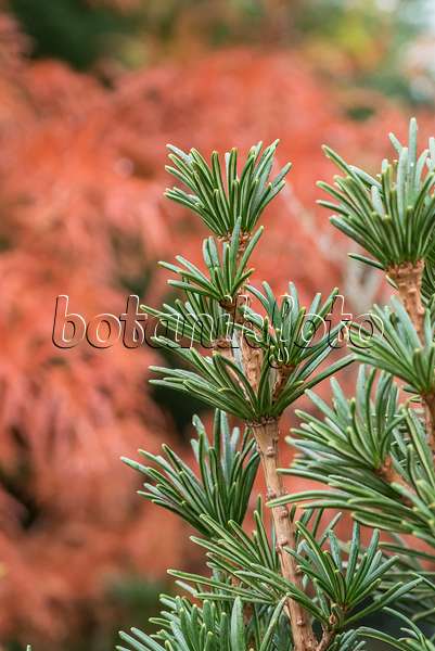 625376 - Umbrella pine (Sciadopitys verticillata 'Sternschnuppe')
