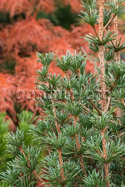 625377 - Umbrella pine (Sciadopitys verticillata 'Sternschnuppe')