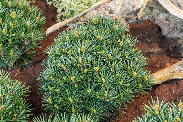 638340 - Umbrella pine (Sciadopitys verticillata 'Kobito')