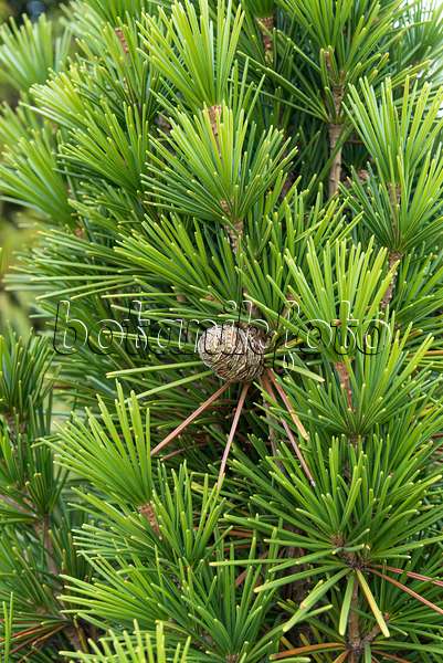638341 - Umbrella pine (Sciadopitys verticillata 'Mecki')