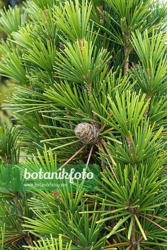 638341 - Umbrella pine (Sciadopitys verticillata 'Mecki')