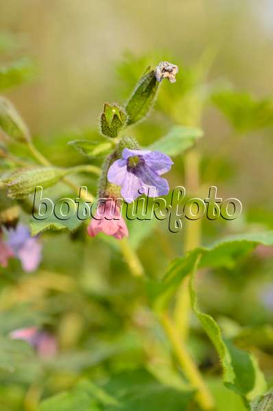 507158 - Unspotted lungwort (Pulmonaria obscura)