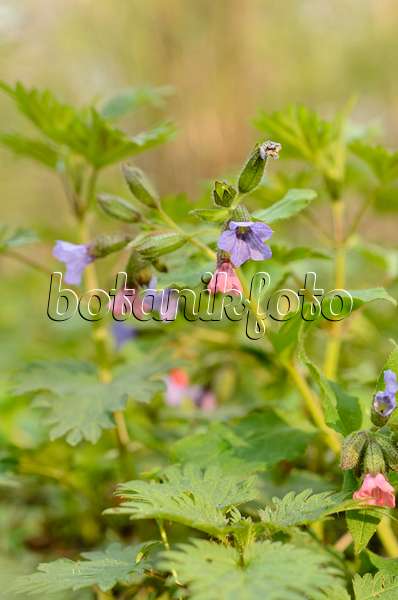 507160 - Unspotted lungwort (Pulmonaria obscura)