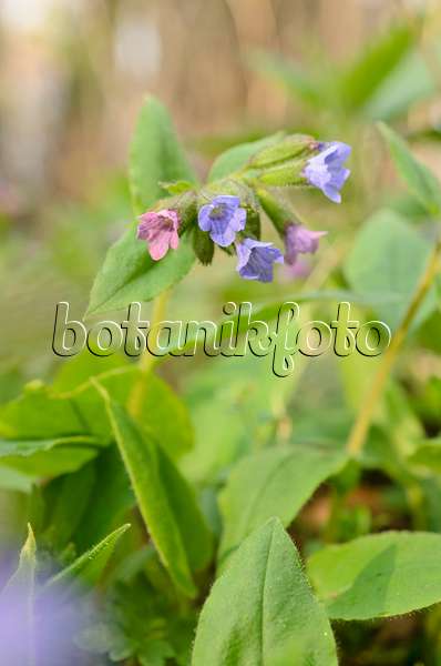 507161 - Unspotted lungwort (Pulmonaria obscura)