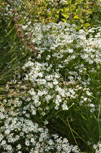 511121 - Upland white aster (Solidago ptarmicoides syn. Aster ptarmicoides)