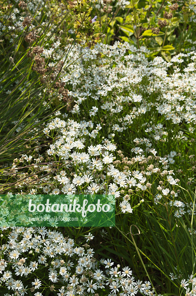 511121 - Upland white aster (Solidago ptarmicoides syn. Aster ptarmicoides)