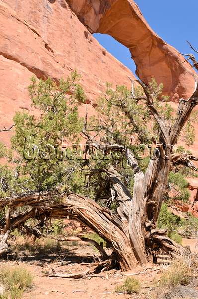 508281 - Utah juniper (Juniperus osteosperma) at Skyline Arch, Arches National Park, Utah, USA