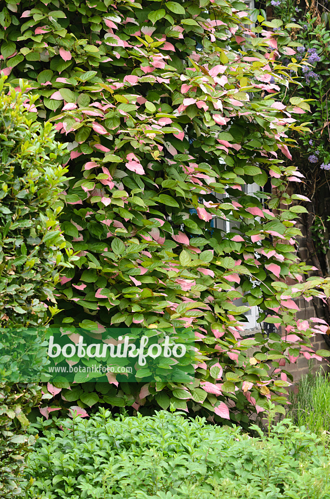 533540 - Variegated kiwi vine (Actinidia kolomikta)