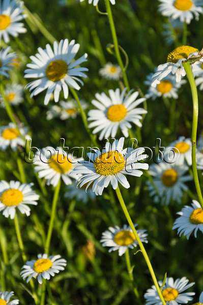509029 - Variousleaf oxeye daisy (Leucanthemum heterophyllum)