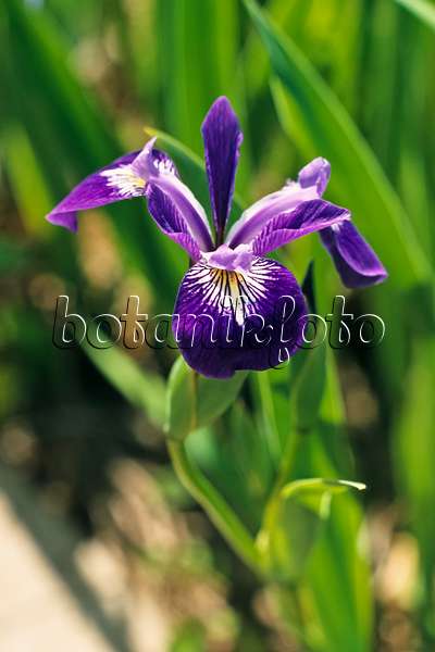 378154 - Variously coloured iris (Iris versicolor)