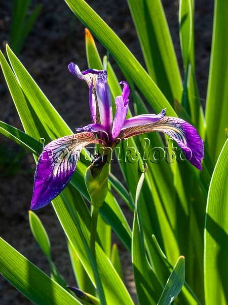 413051 - Variously coloured iris (Iris versicolor 'Karmesina')