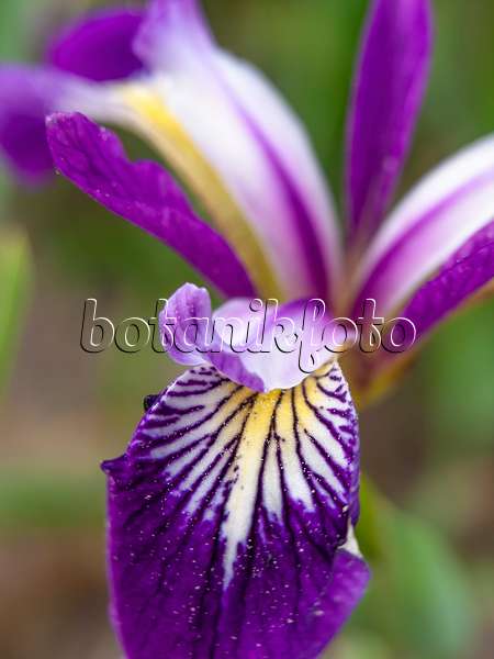 448083 - Variously coloured iris (Iris versicolor)