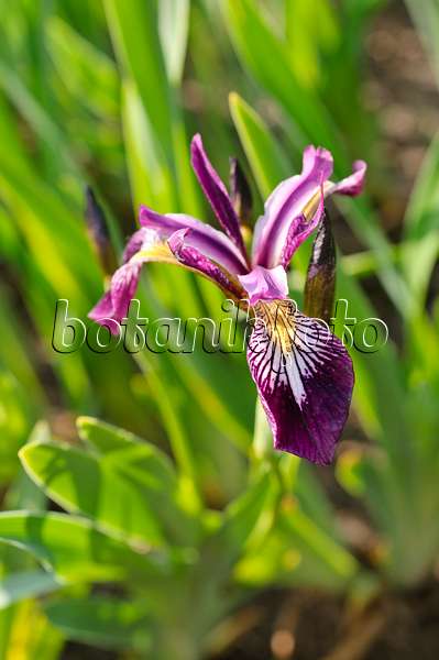 472142 - Variously coloured iris (Iris versicolor)