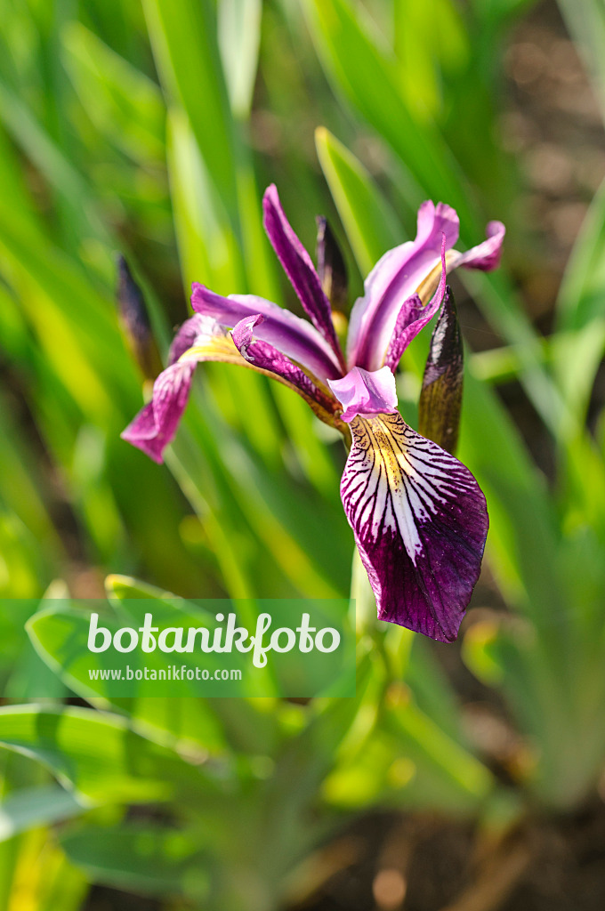 472142 - Variously coloured iris (Iris versicolor)