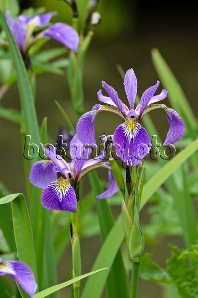 496389 - Variously coloured iris (Iris versicolor)