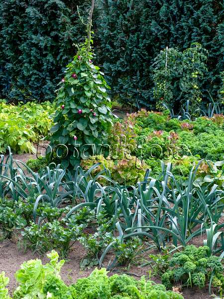 463102 - Vegetable garden