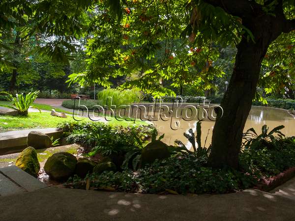 411022 - Végétation luxuriante et ombragée avec étang dans un parc tropical