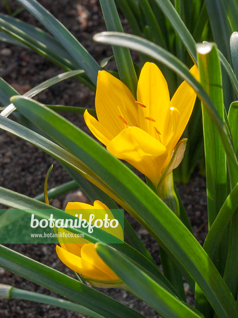 406003 - Vendangeuse jaune (Sternbergia lutea)