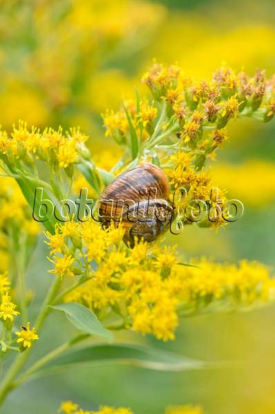 536152 - Verge d'or du Canada (Solidago canadensis) et escargot des jardins (Cepaea hortensis)