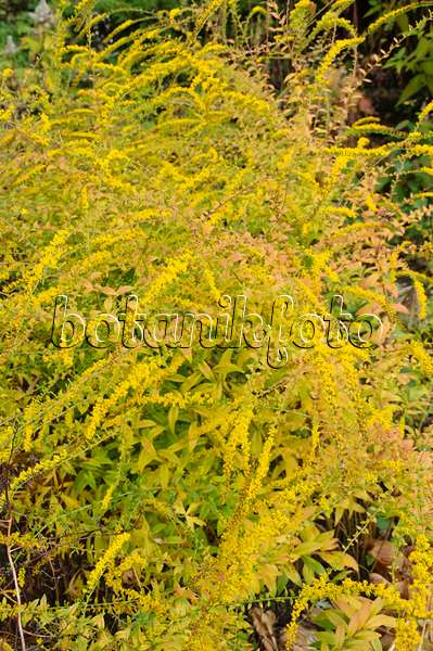 489114 - Verge d'or rugueuse (Solidago rugosa)