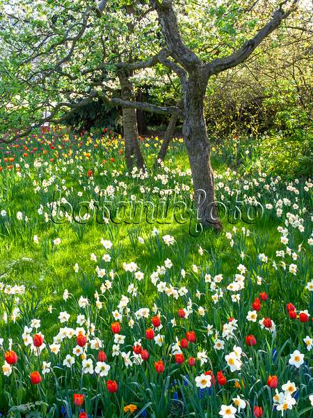 437147 - Verger avec des narcisses et des tulipes