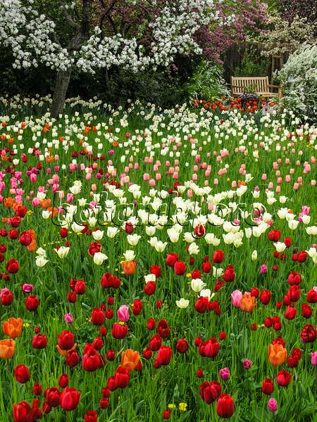 425012 - Verger avec des tulipes