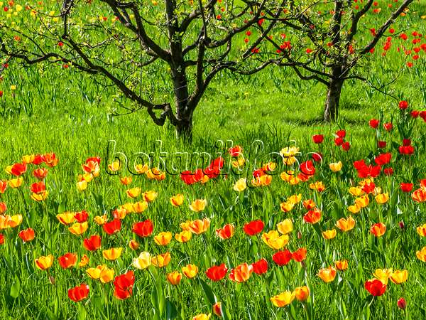 437138 - Verger avec des tulipes