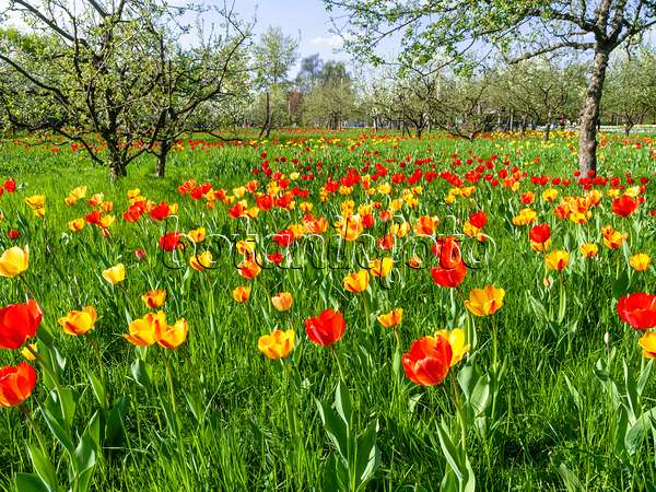 437139 - Verger avec des tulipes