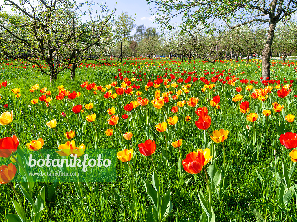 437139 - Verger avec des tulipes