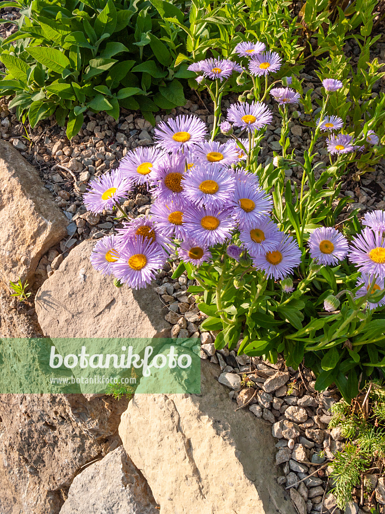 402030 - Vergerette (Erigeron speciosus 'Dominator')