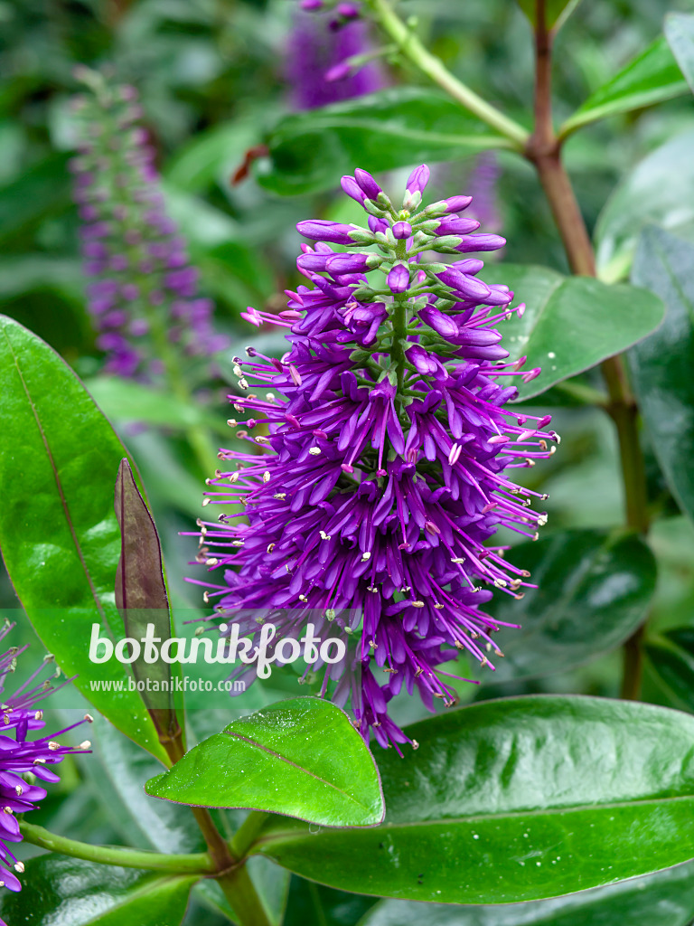 463101 - Véronique arbustive (Hebe speciosa 'Rubra')