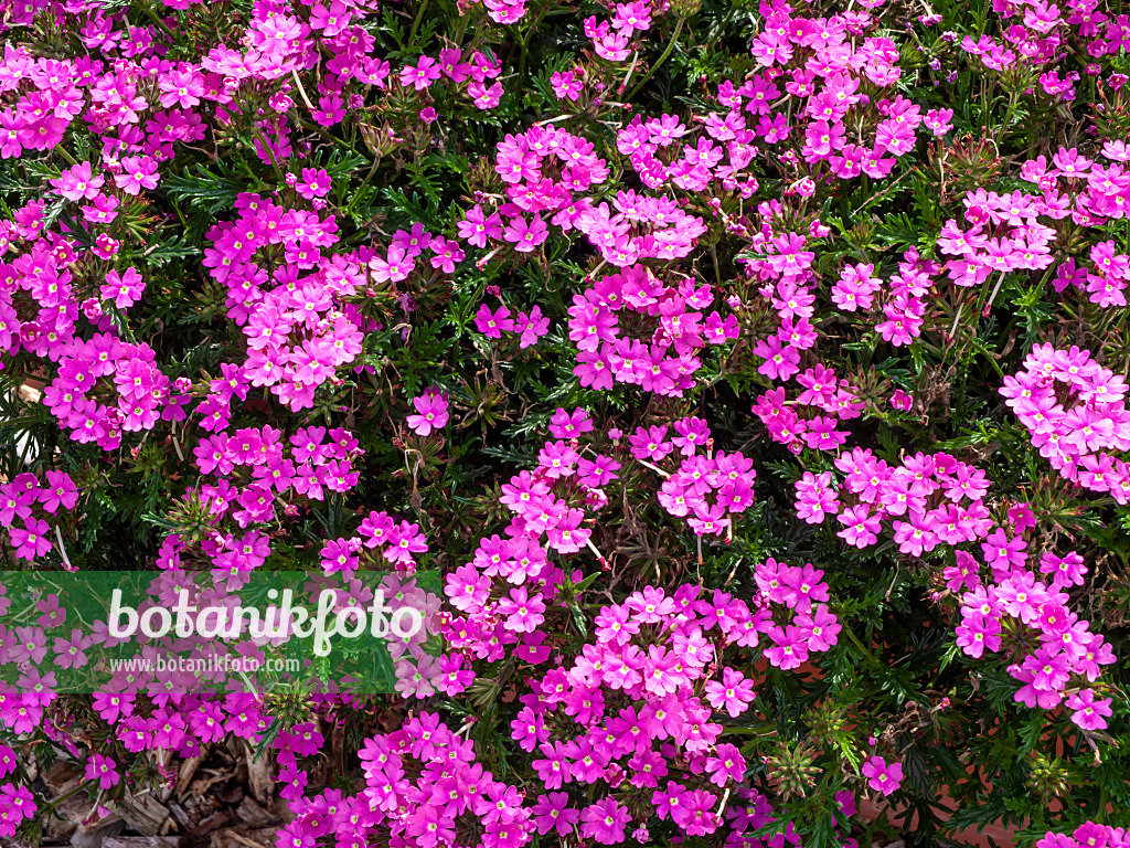 462119 - Vervain (Verbena Aztec Pink Magic)