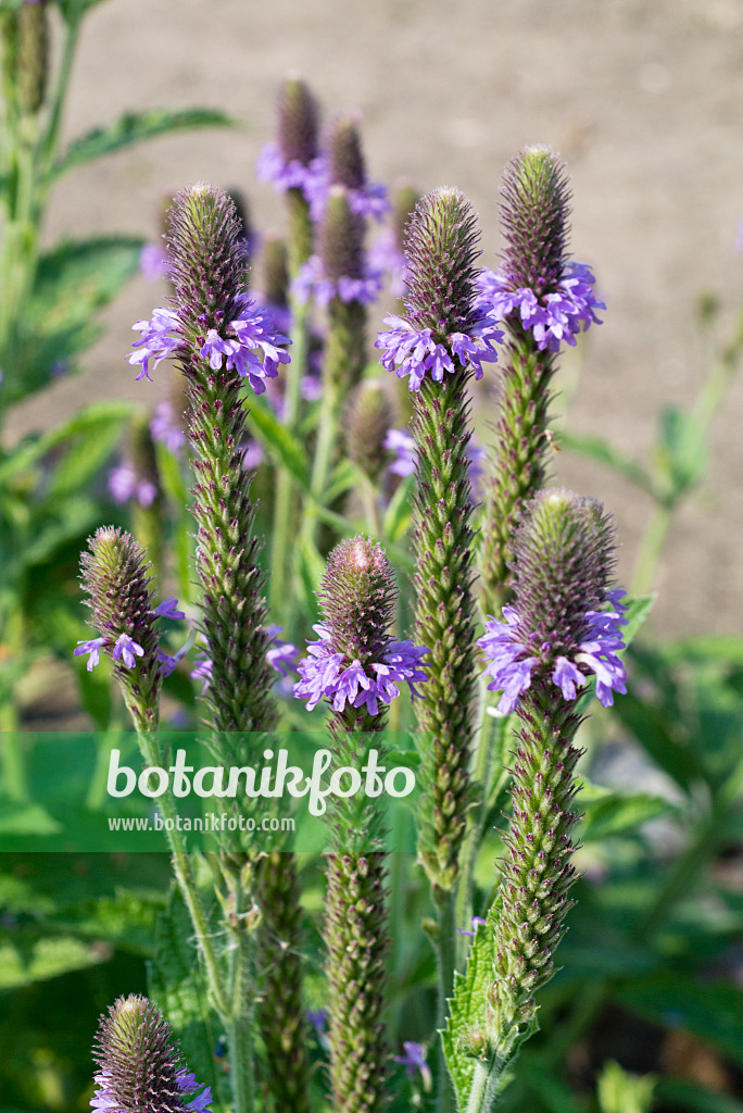 610026 - Vervain (Verbena macdougalii)