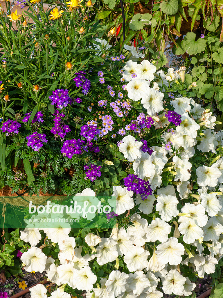 462052 - Vervains (Verbena), cut-leaved daisy (Brachyscome) and petunias (Petunia)